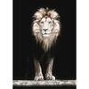 Plakat Lew 50 x 70 cm