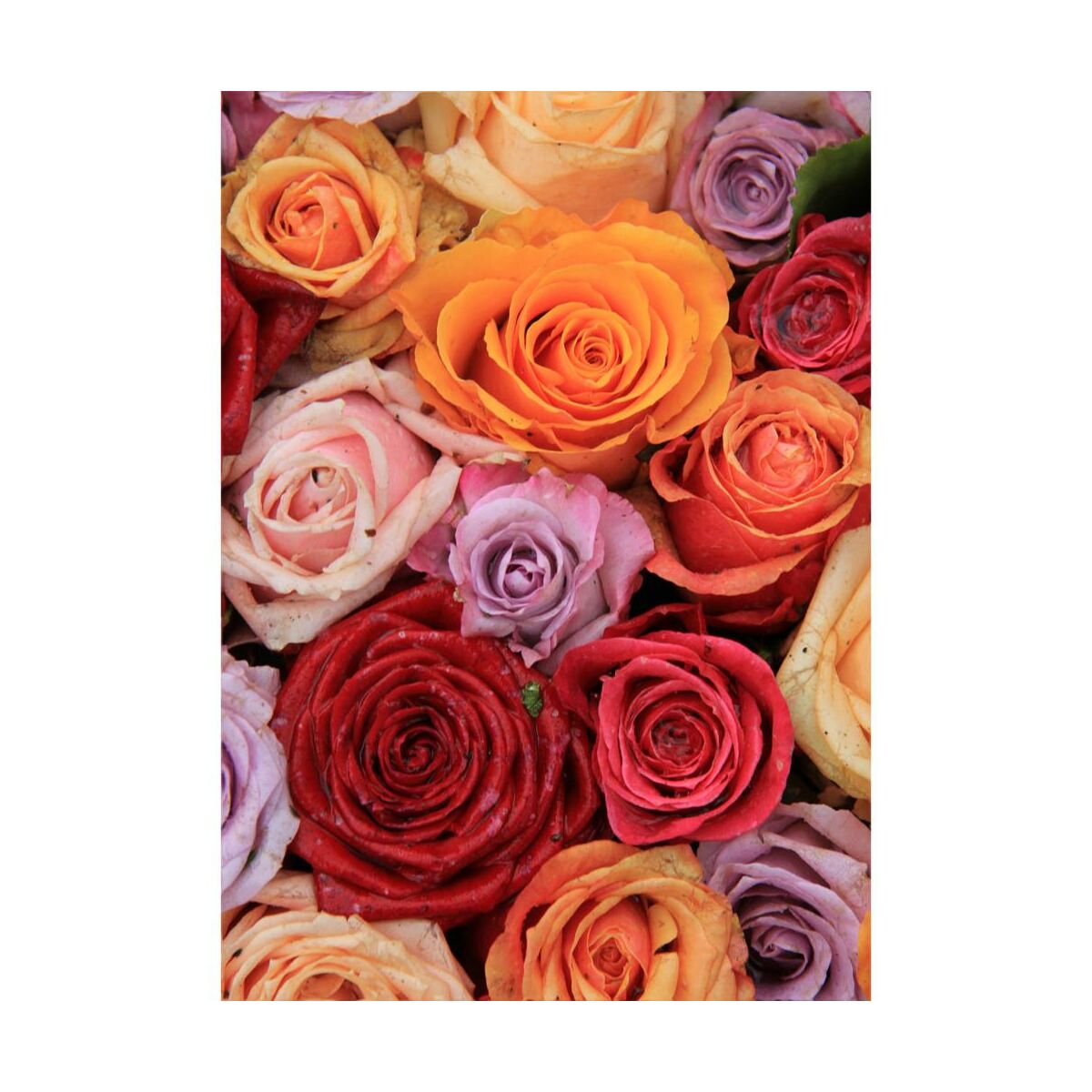 Kanwa Bukiet Róż 50 x 70 cm