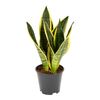 Sansewieria 'Futura Superba' 45 cm