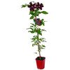 Powojnik wielkokwiatowy MIX 90 cm