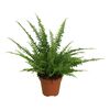 Nefrolepis 'Green Lady' 25 - 30 cm