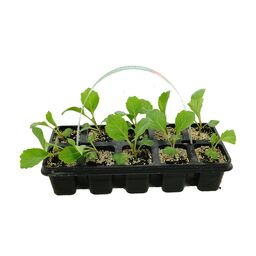 Kapusta biała 15 cm 10-pak