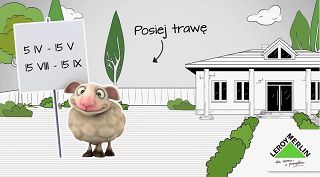 Siew trawy