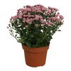 Chryzantema miniaturowa Santini Madiba® Tanga Pink 27 cm