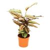 Kalatea Whitestar 50 cm