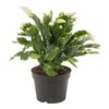 Szlumbergera (Kaktus bożonarodzeniowy) 30-35 cm
