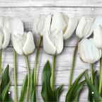 Panel dekoracyjny kuchenny TULIPS ALFA-CER