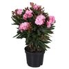 Oleander MIX 50 cm