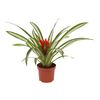 Roślina ozdobna Guzmania 'Sue Anne' 20 cm NO NAME