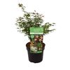 Klon palmowy 'Little Princess' 40 cm