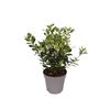 Trzmielina japońska 'PIERROLINO'® 15 - 25 cm