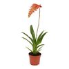 Tilandsja dyeriana 40 cm