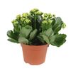 Kalanchoe żółte 27 cm