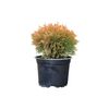 Tuja 'Danica Yellow' 10 - 15 cm (Żywotnik zachodni)