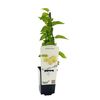 Morwa 26 cm BERRY&MORE™