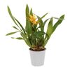 Storczyk Brassia Orange Delight 1 pęd 60 cm