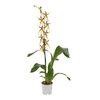 Storczyk Brassia Eternal Wind 1 pęd 55 - 70 cm