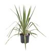 Roślina ogrodowa MIX Juka karolińska 20 - 40 cm