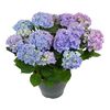 Hortensja MIX 60 cm