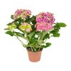 Hortensja ogrodowa 'Tivoli' MIX 37 - 40 cm