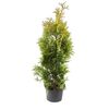 Tuja 'Yellow Ribbon' 60 - 80 cm (Żywotnik zachodni)