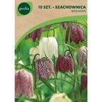 Szachownica kostkowata MIX 10szt. GEOLIA