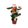 Anturium Andreego 'Prince of Orange' 45 cm