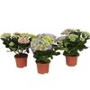 Hortensja MIX 20 - 25 cm