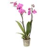 Storczyk Falenopsis 2 pędy MIX 50 - 70 cm