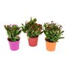 Kaktus wielkanocny MIX 20 - 25 cm