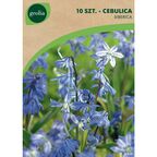 Cebulica syberyjska 10szt. GEOLIA