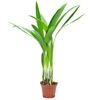 Palma Lutescens 20 cm