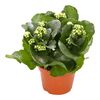 Kalanchoe White 27 cm