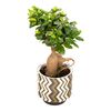 Bonsai Ficus Ginseng 50 cm w osłonce ozdobnej BOHEMIAN