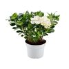 Gardenia 30 cm