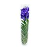 Storczyk Vanda w wazonie szklanym MIX 70 cm
