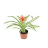 Bromelia MIX 40 cm