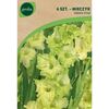Cebulki kwiatów GREEN STAR Mieczyk 6szt. GEOLIA