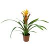 Guzmania MIX 45 cm