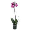 Storczyk Falenopsis 1 pęd MIX 70 cm