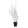 Sophora 'Little Baby' 40 cm
