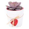 Sukulent MIX HEART 10 cm