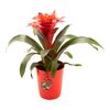Guzmania HEART 45 - 50 cm