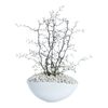 Corokia w osłonce ceramicznej 35 cm