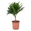 Dracena wonna (forma pienna) MIX 50 cm