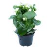 Kalanchoe QUEEN SIA WHITE 25 cm