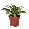 Dracena deremeńska (Smokowiec) MIX 25 cm