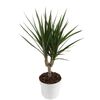 Dracena obrzeżona MIX 40 cm