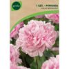 Cebulki kwiatów SARAH BERNHARDT Piwonia 1szt. GEOLIA