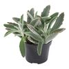 Żyworódka omszona 23 cm